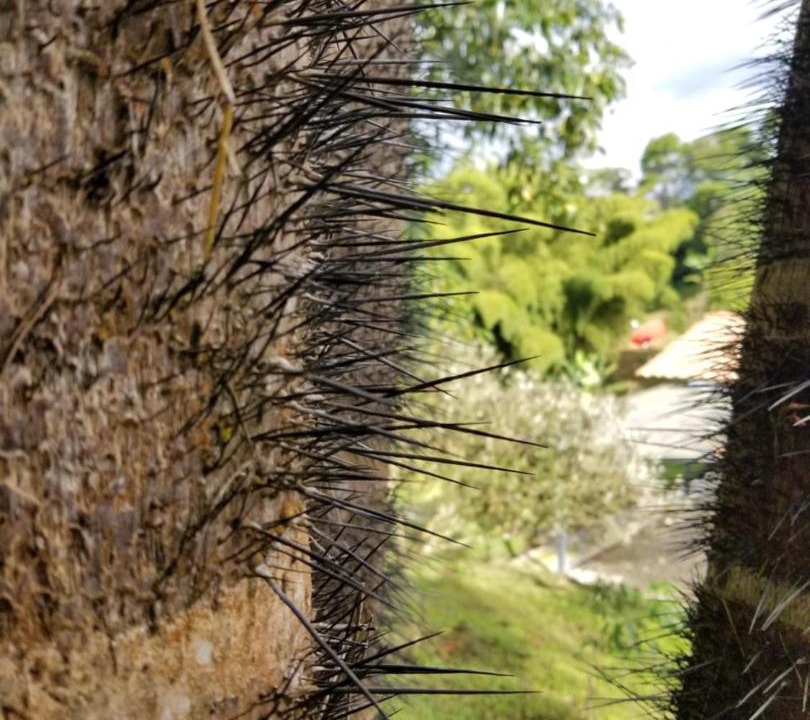 Photo of Others in Alegrias