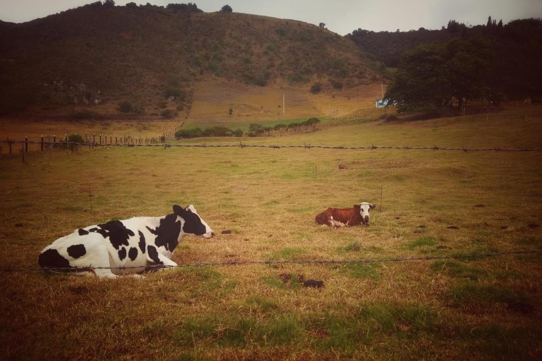 Photo of Others in Cundinamarca