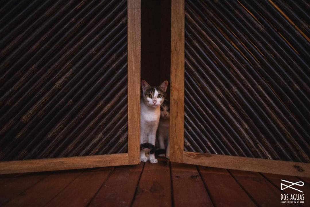 Photo of Others in Rincon