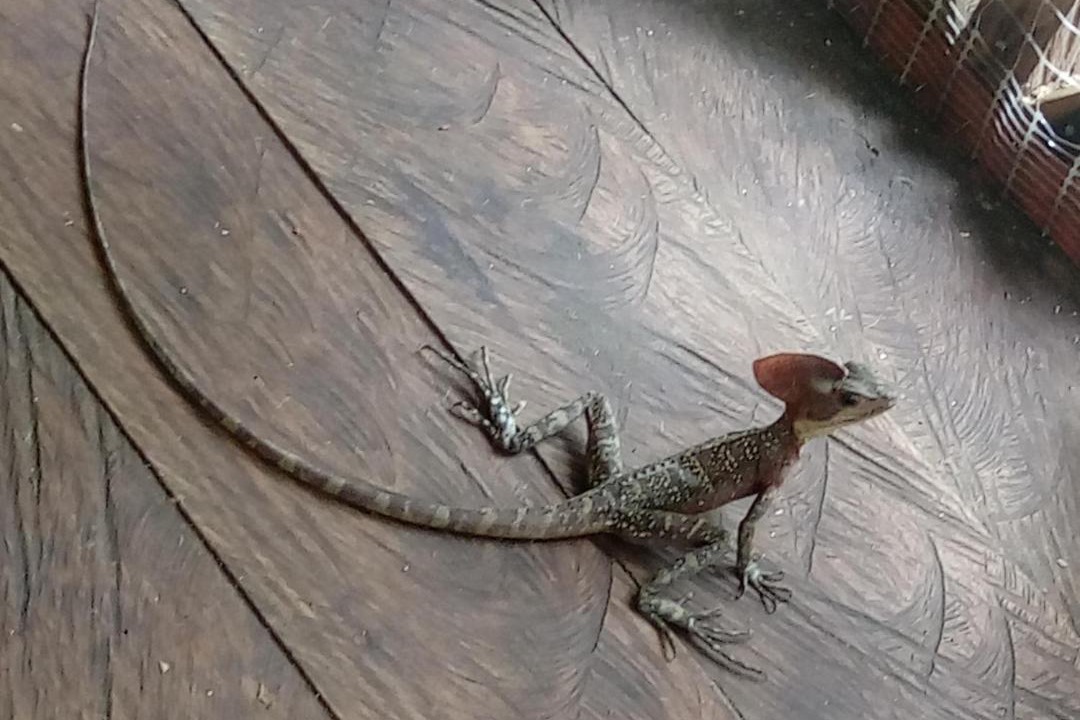 Photo of Others in Uramba National Park