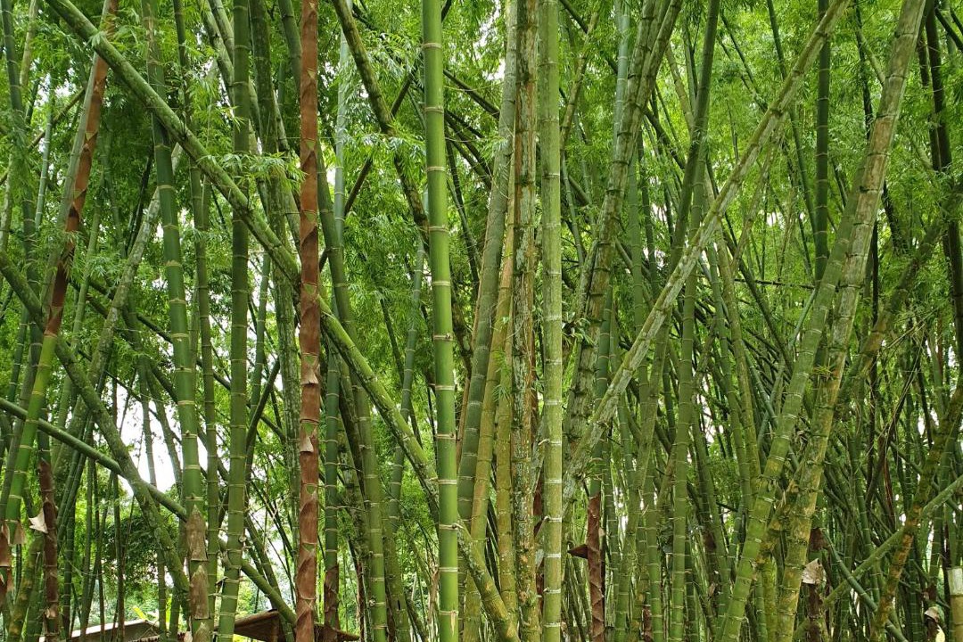 Photo of Others in Chinchina
