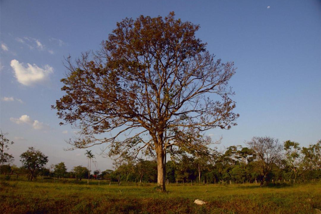 Photo of Others in Humadea