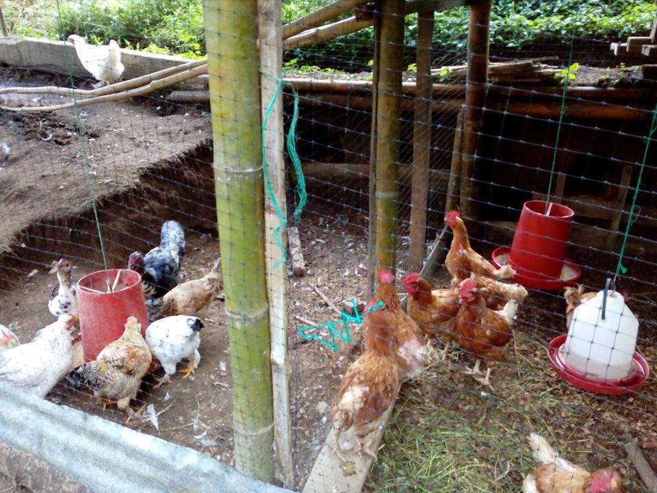Photo of Others in Santa Rosa de Cabal
