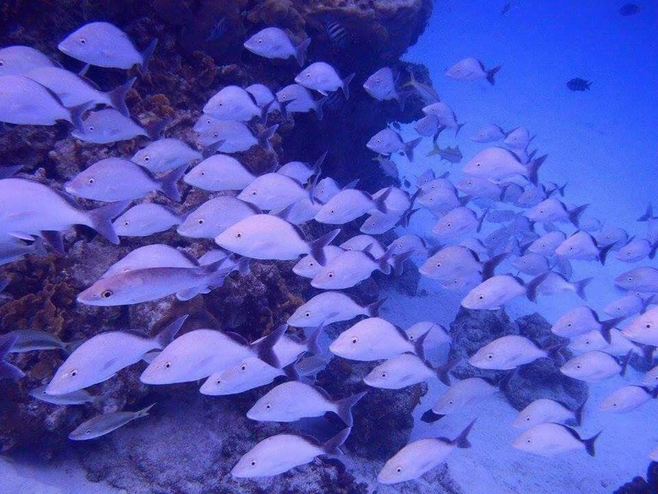 Photo of Others in Providencia