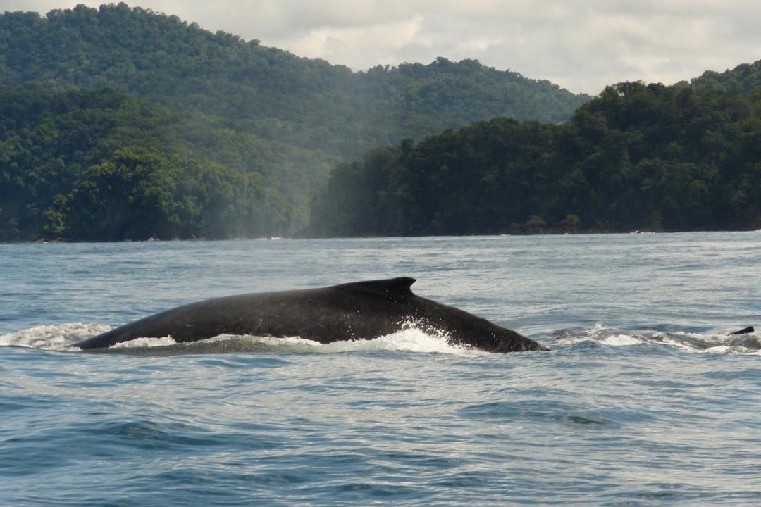 Photo of Others in Nuqui
