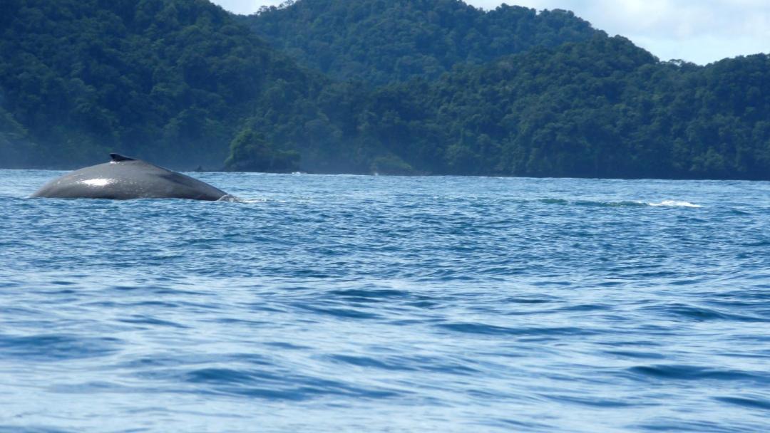 Photo of Others in Nuqui