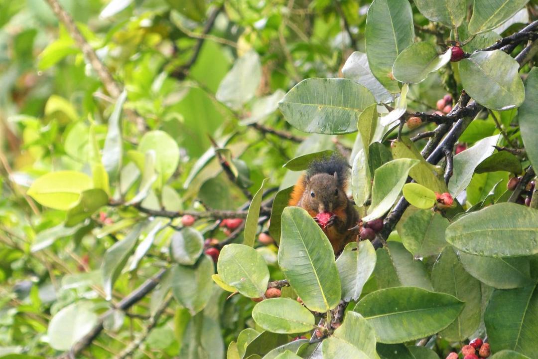 Photo of Others in Gallinazo