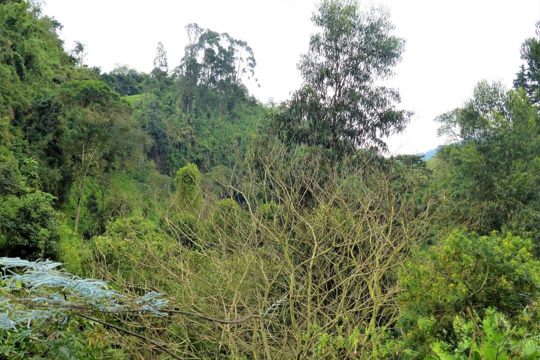 Photo of Others in Gallinazo
