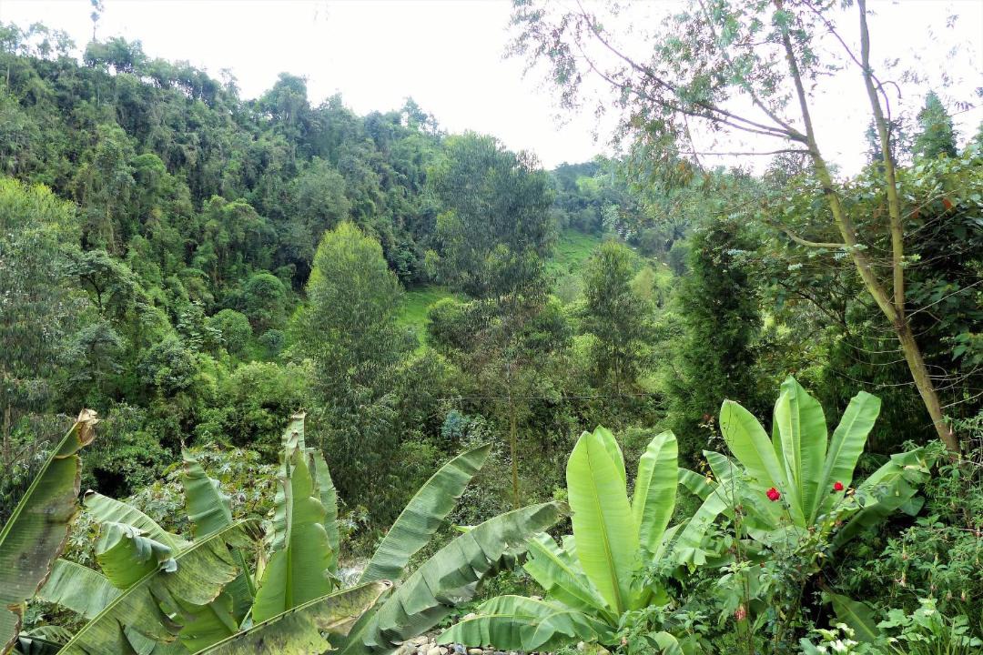Photo of Others in Gallinazo