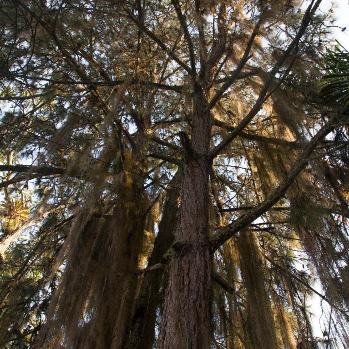Photo of Others in Pinchote