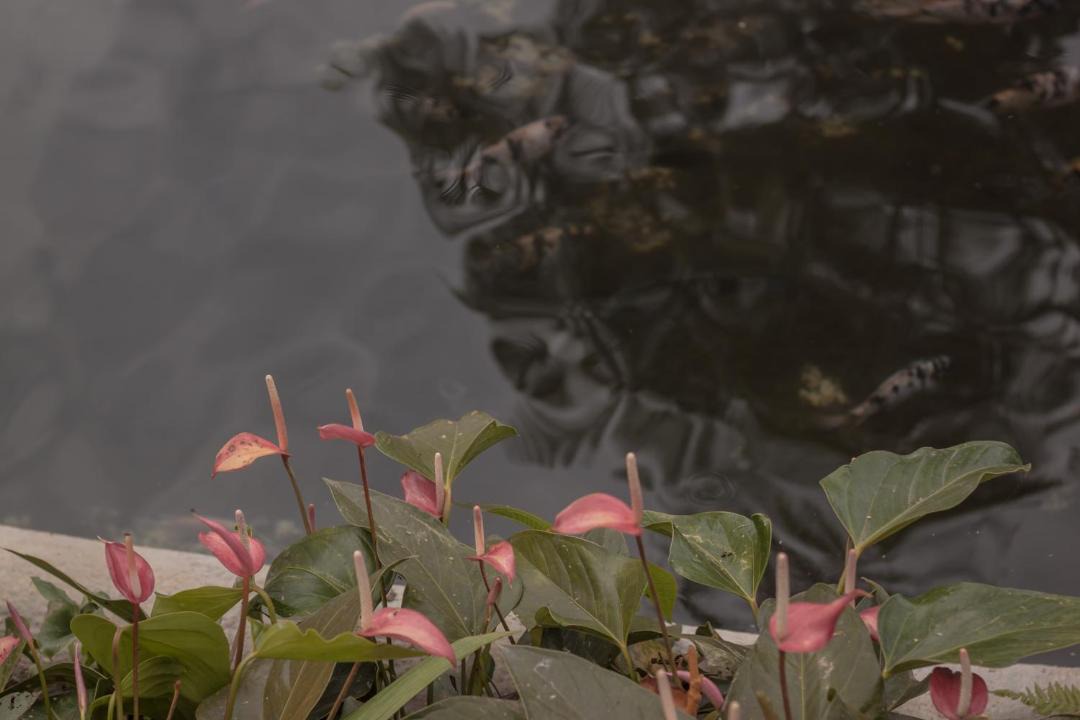 Photo of Others in Jardin