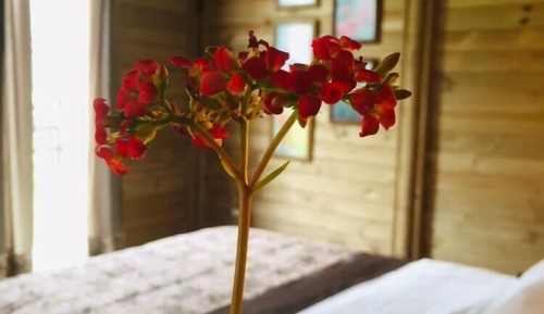 Classic Cabin, 1 Double Bed, Refrigerator, Valley View