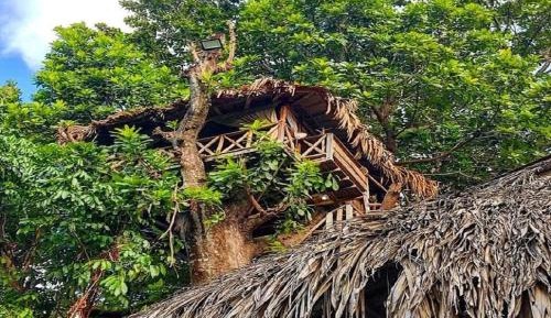 House tree