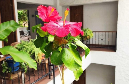 Granada Hotel | Hotel Casa del Hidalgo Centenario - Business & Leisure