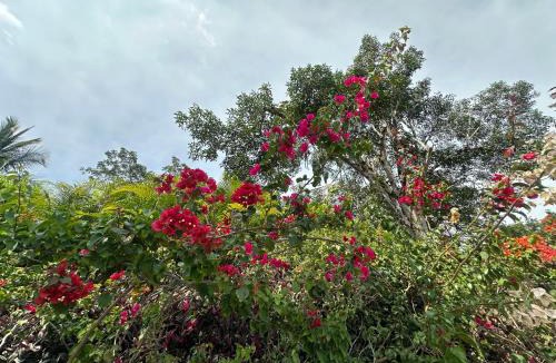 Nimaima House | Colibrí de Payande