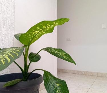 Guadalajara de Buga Apartment | Apartamento con Esencia Natural