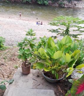 Dibulla House | Rio Cañas Mingueo