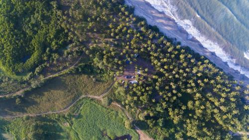 Palomino Other | Playa Colombia