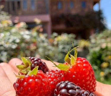 Sogamoso Bed & Breakfast | Estancia El Sol