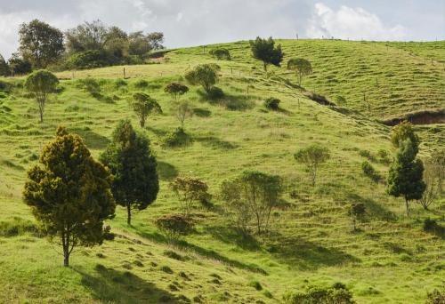 la ceja